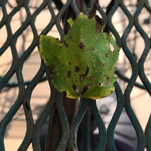 Meet your Posher, Darlene